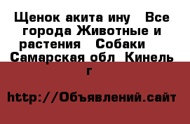 Щенок акита ину - Все города Животные и растения » Собаки   . Самарская обл.,Кинель г.